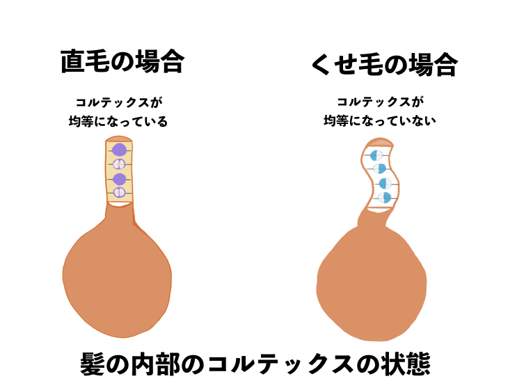 くせ毛と健康な髪の違い